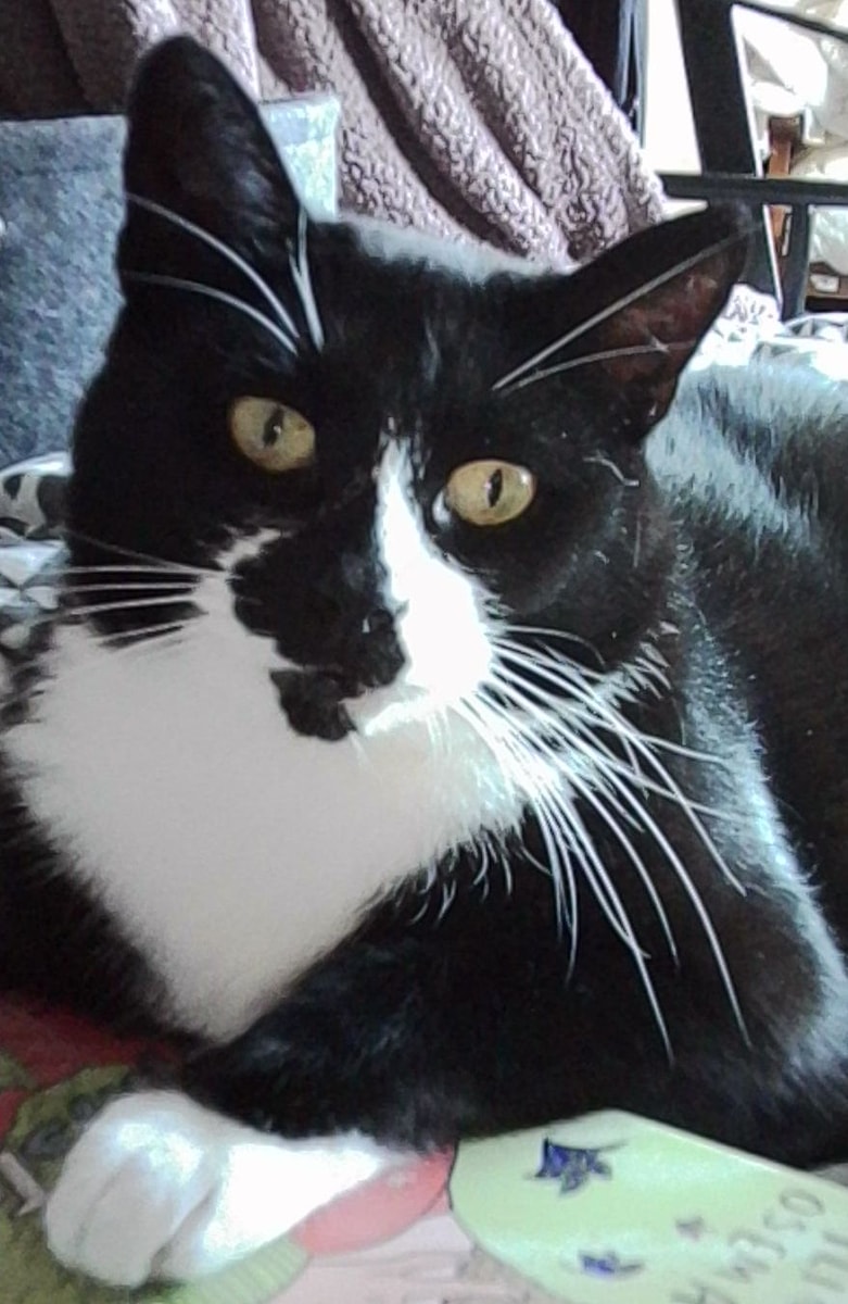 my sweet boy Dipper, snap taken with my new tiny camera