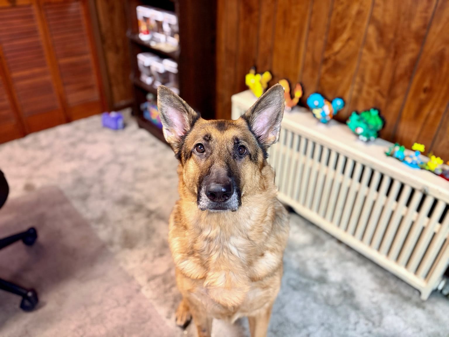 Moose waiting for a treat. Shot with my iPhone Air.