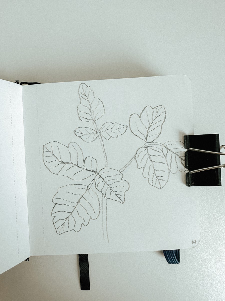 14 Poison Oak
