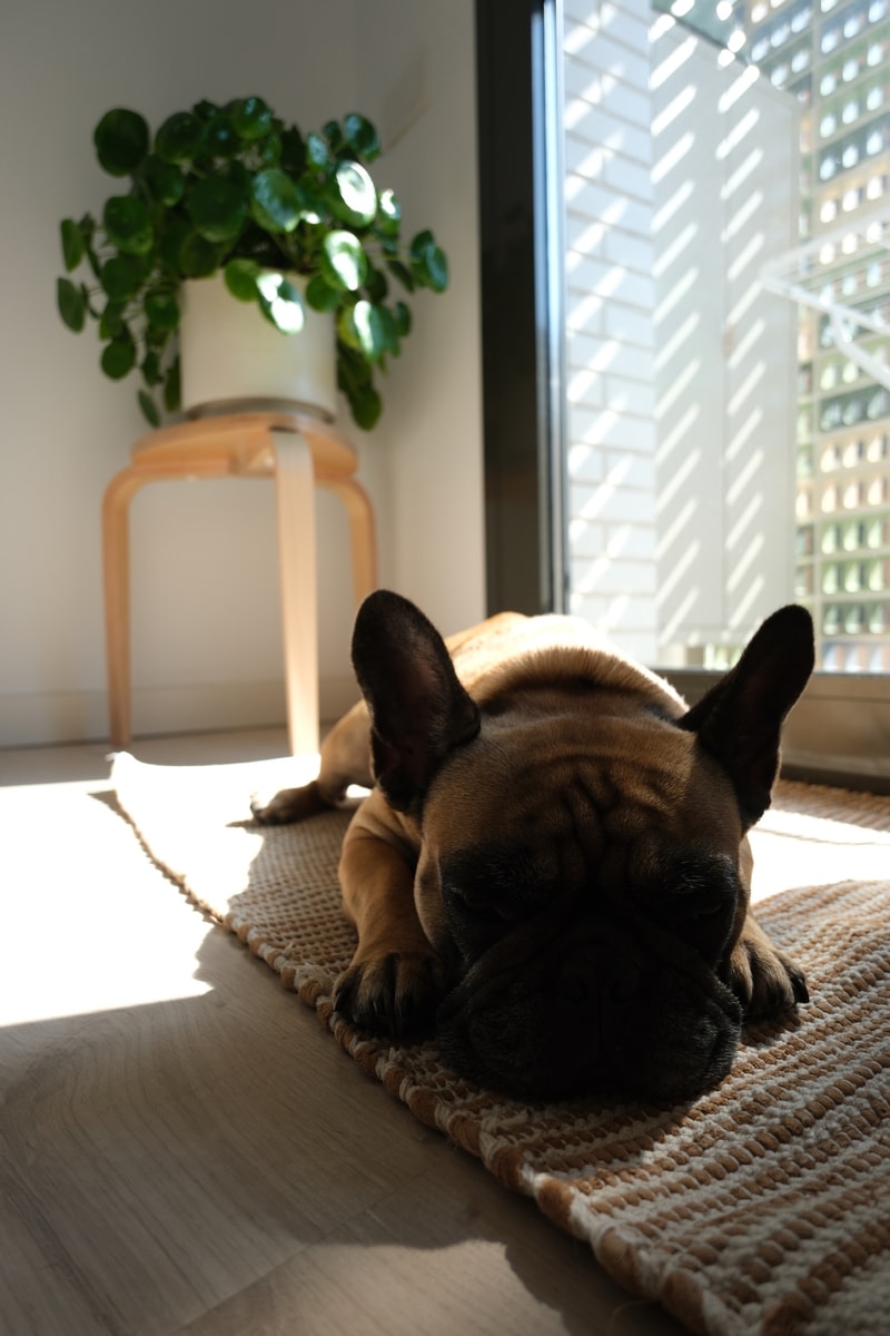 FUJIFILM X-T30 III