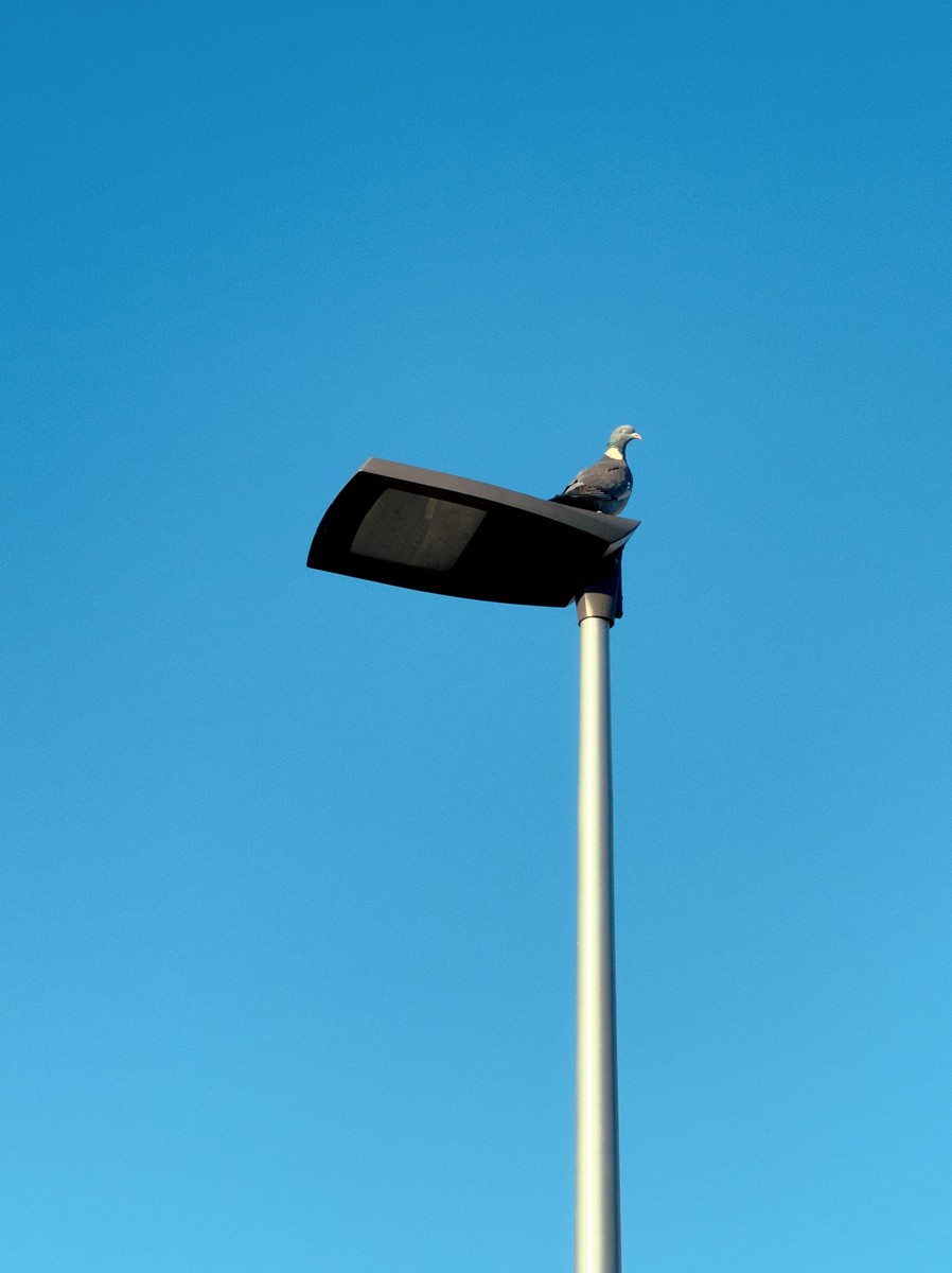 Uploaded image