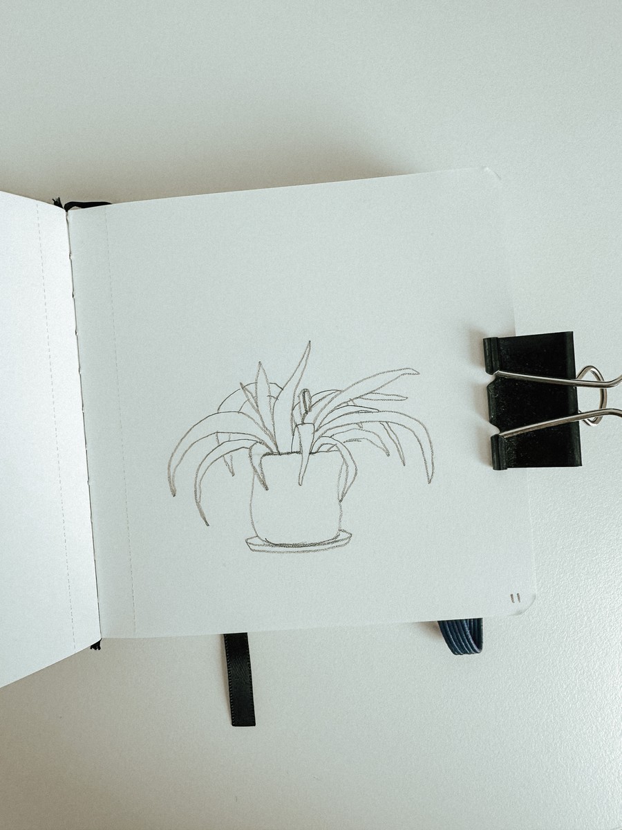 11 Spider Plant