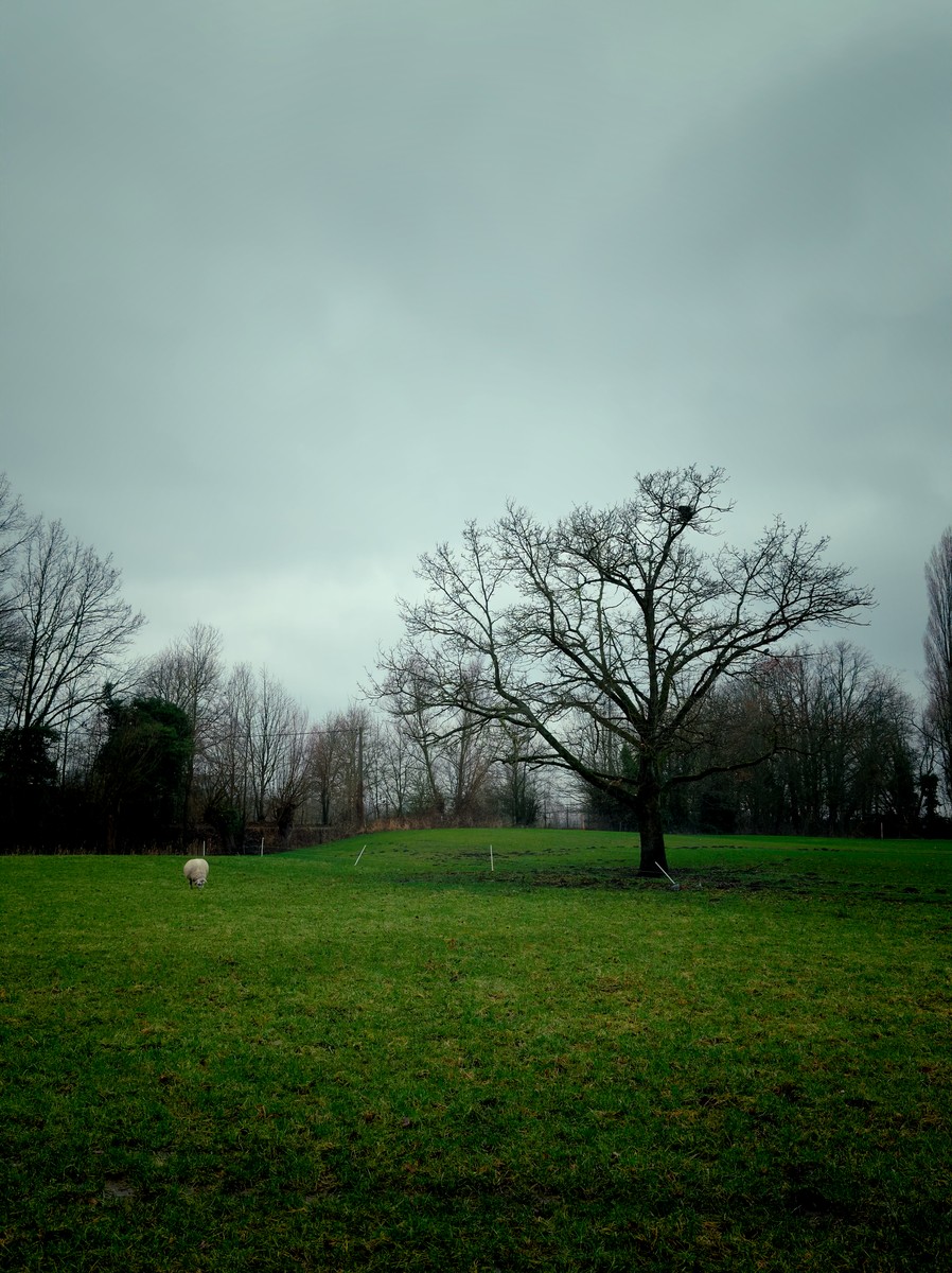 Uploaded image