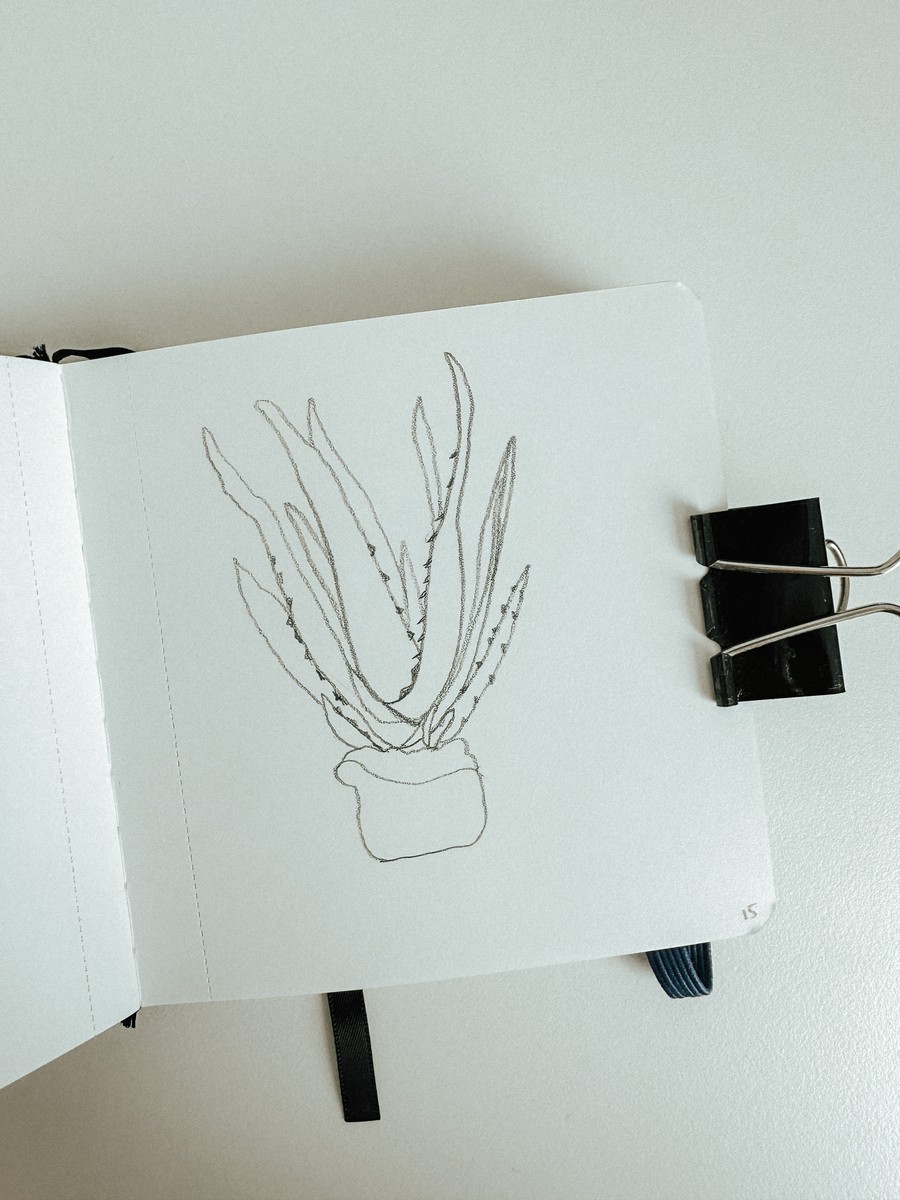 15 Aloe Vera