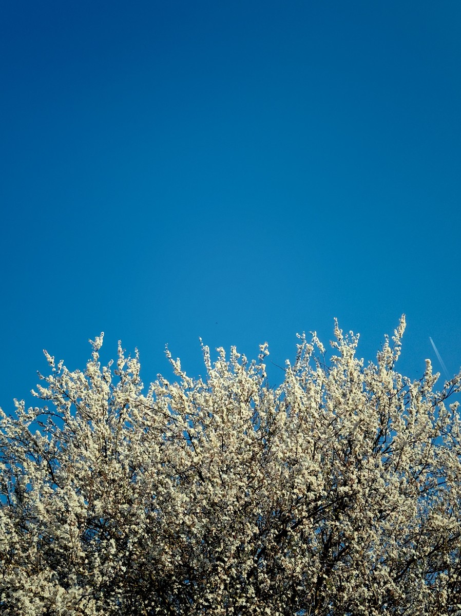 Uploaded image