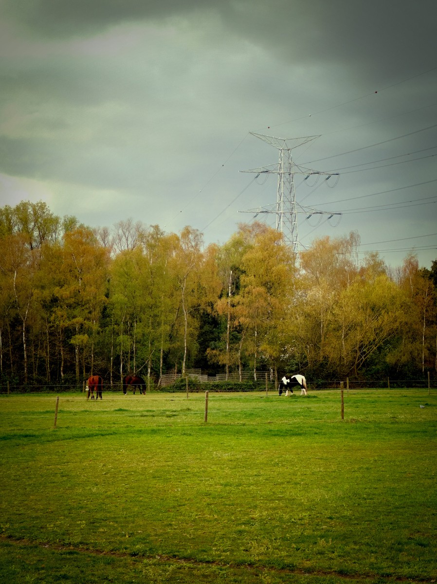 Uploaded image