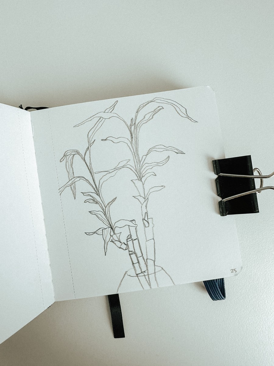 25 Lucky Bamboo