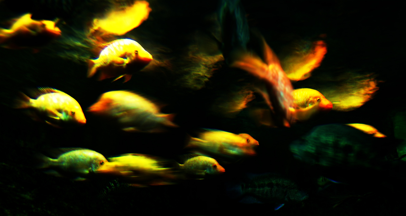 Uploaded image
