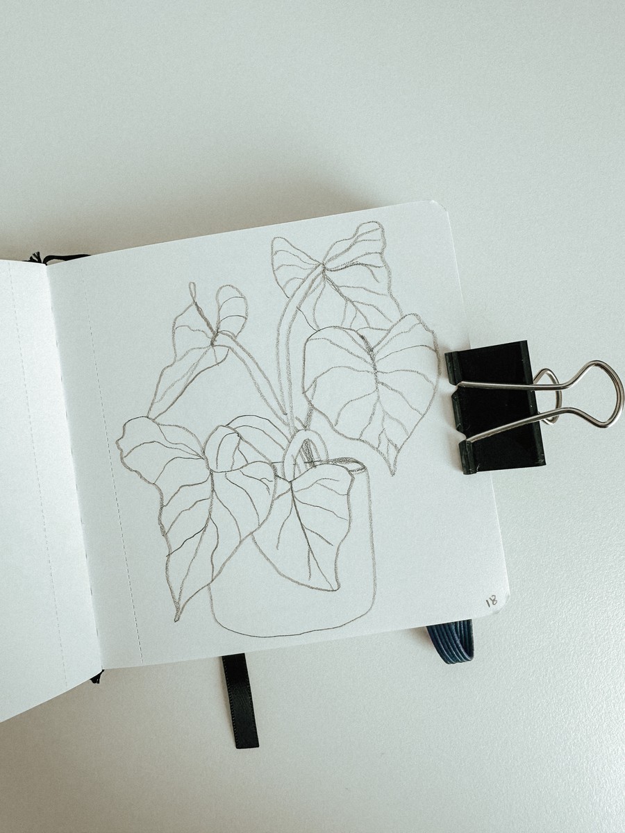 18 Philodendron