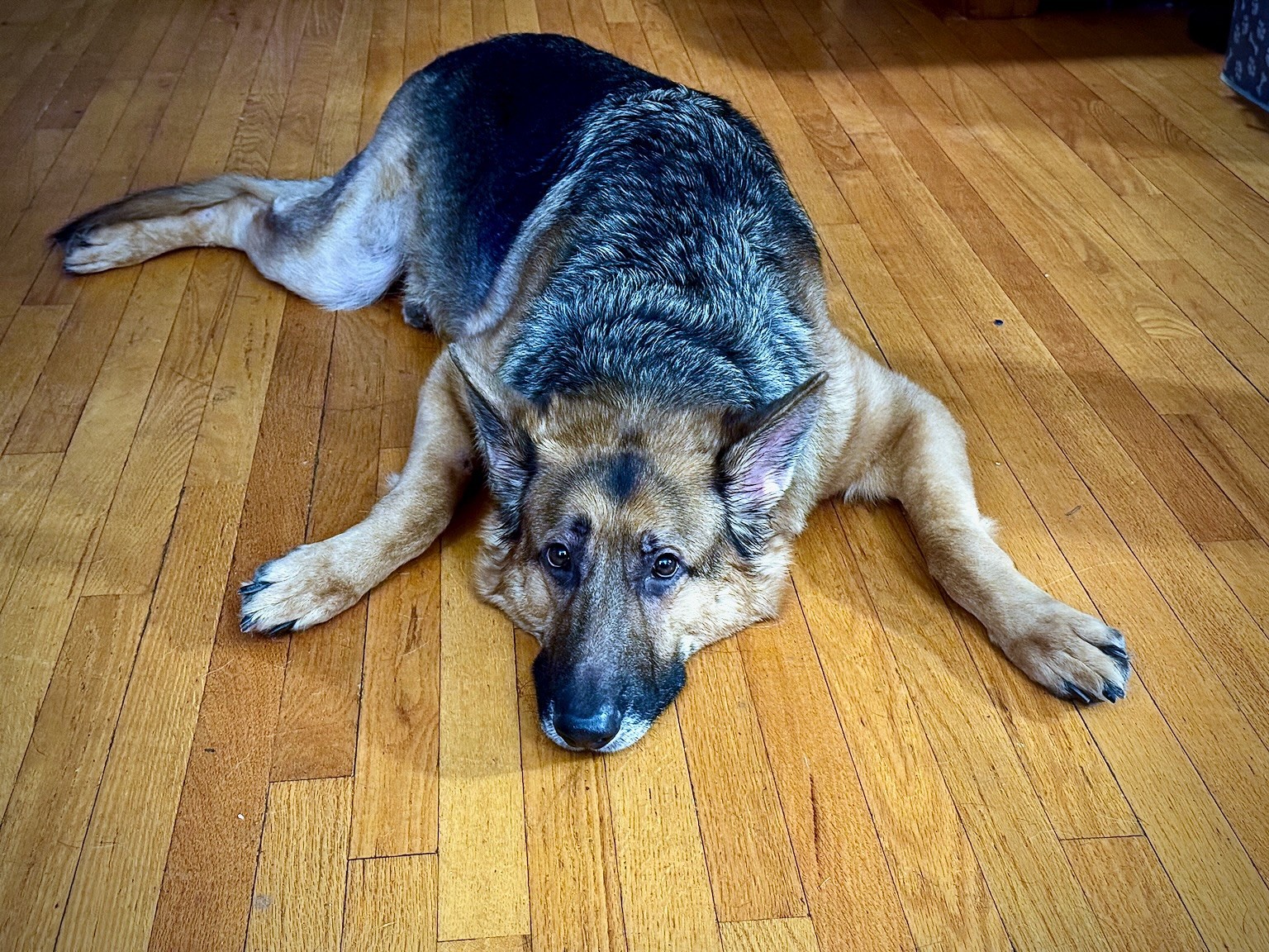 Moose has it rough.