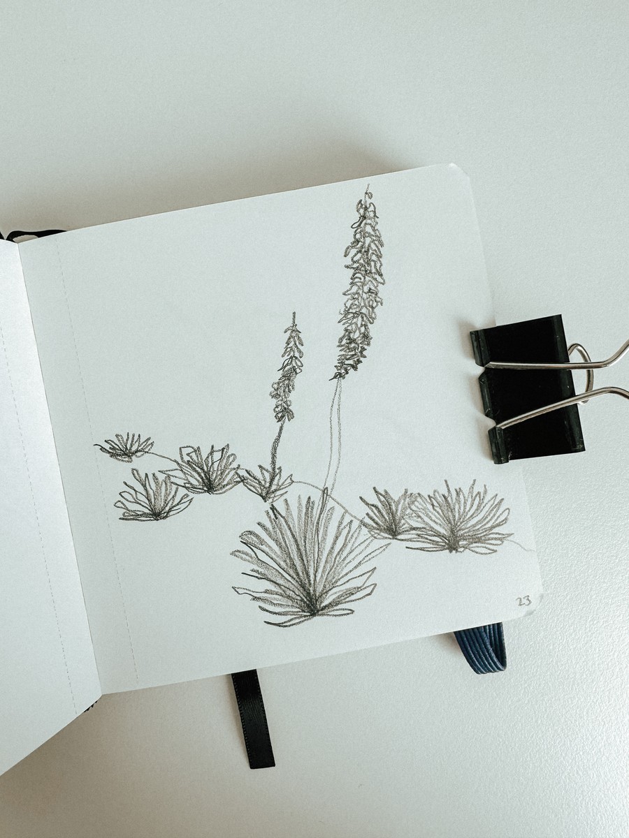 23 Yucca