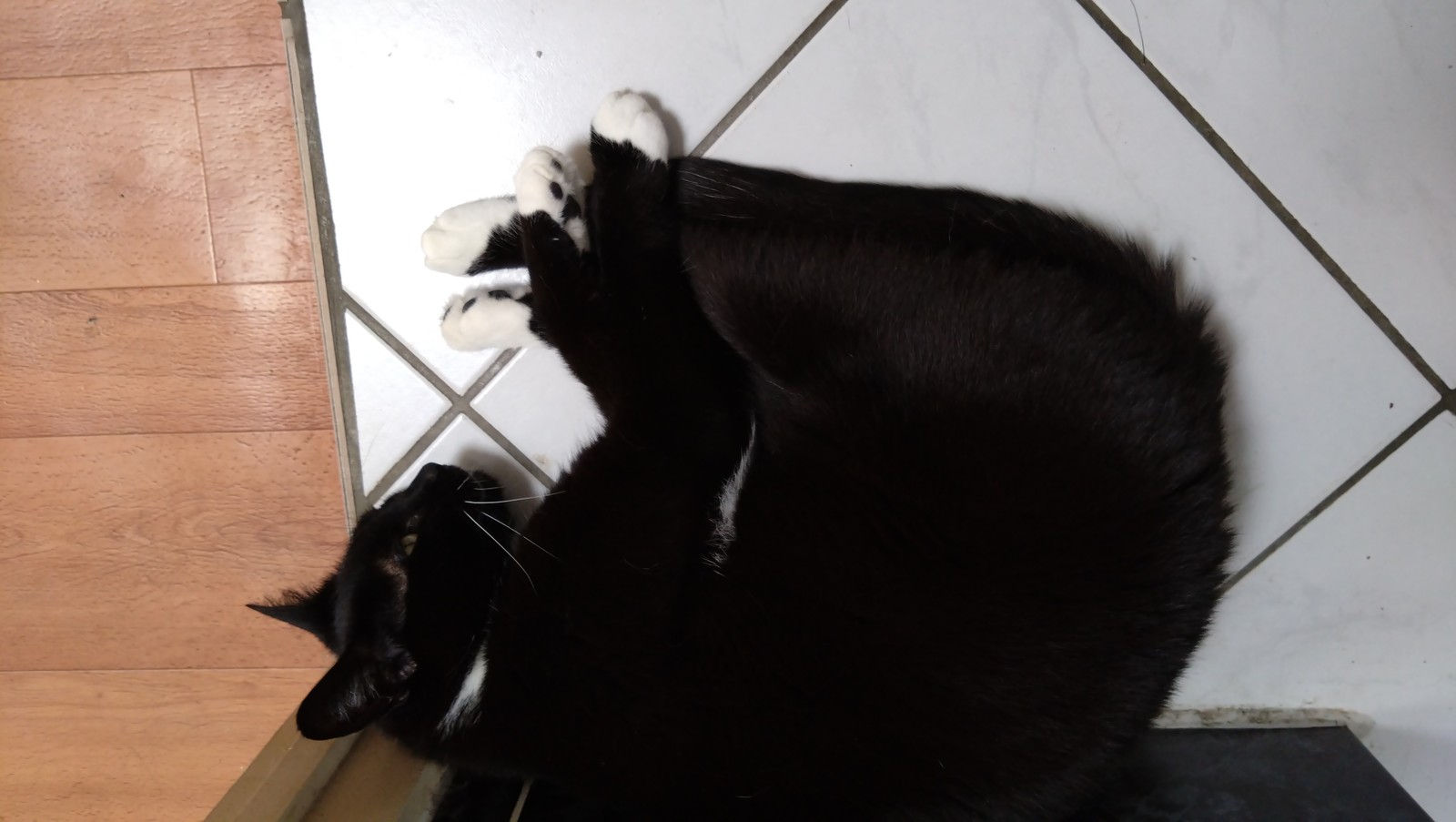Mabel's refuge in the heat: our bathroom floor and wall.