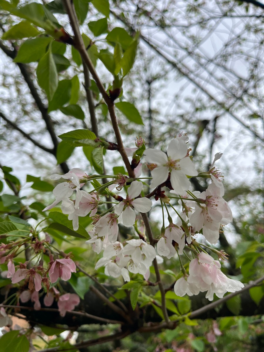 Uploaded image