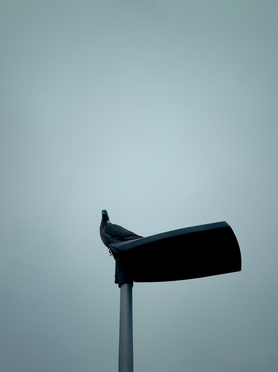 Uploaded image