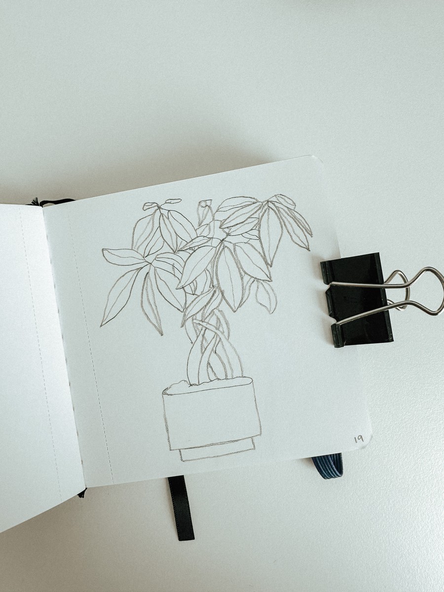 19 Money Tree