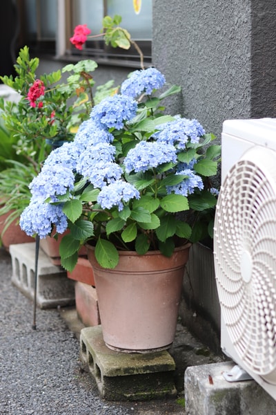 The rainy season calls for hydrangea. There are huge bushes scattered about in many cities, and their balls of blooms make for a vibrant sight. When they fall, though, you know it is going to be hot and humid..