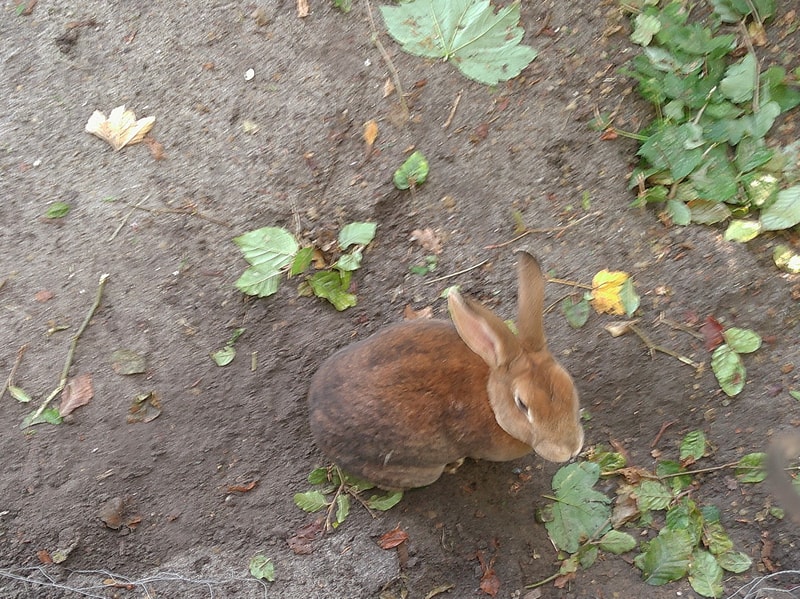 Cute animals and autumn - a photographic adventure