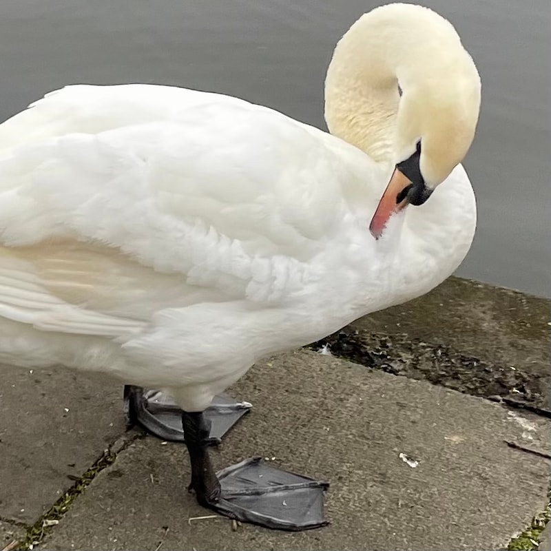 Swans have massive feet