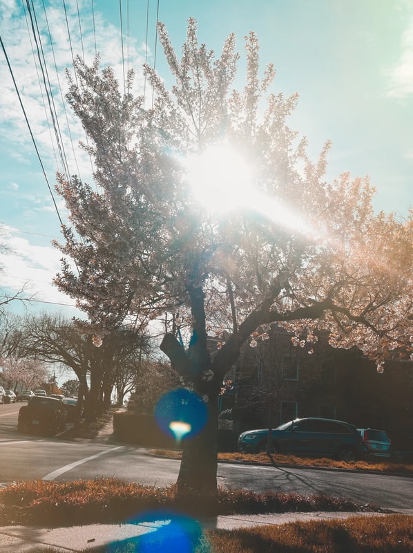 88/365 - photo walk