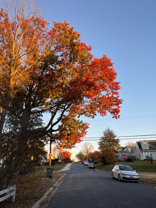 Fall walks are the best.
