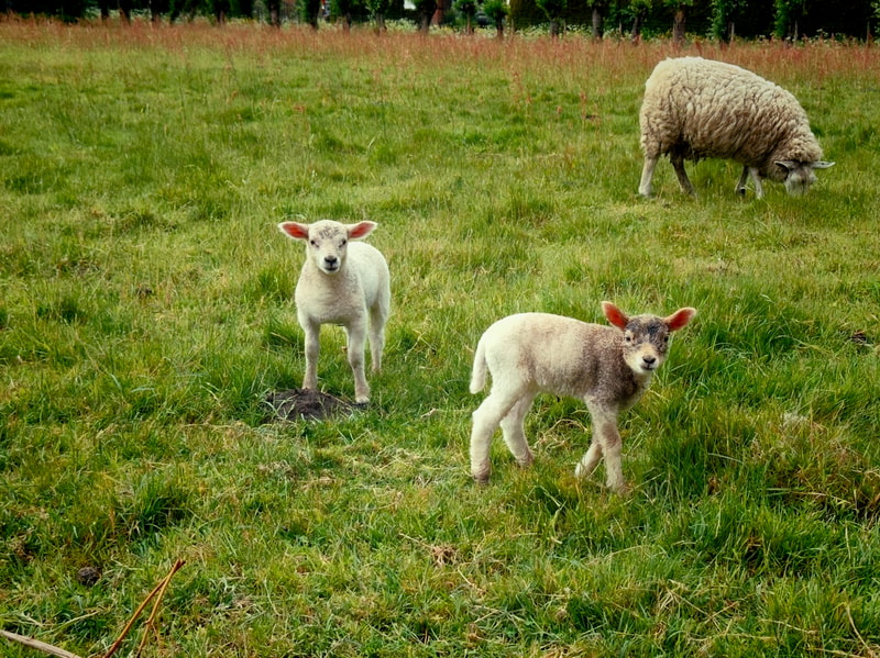 109/365 - So cute. Say "Beh"!