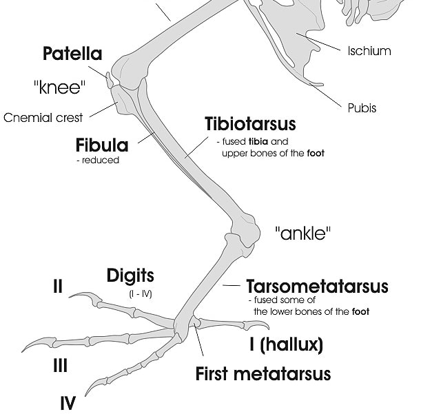 Swans have massive feet