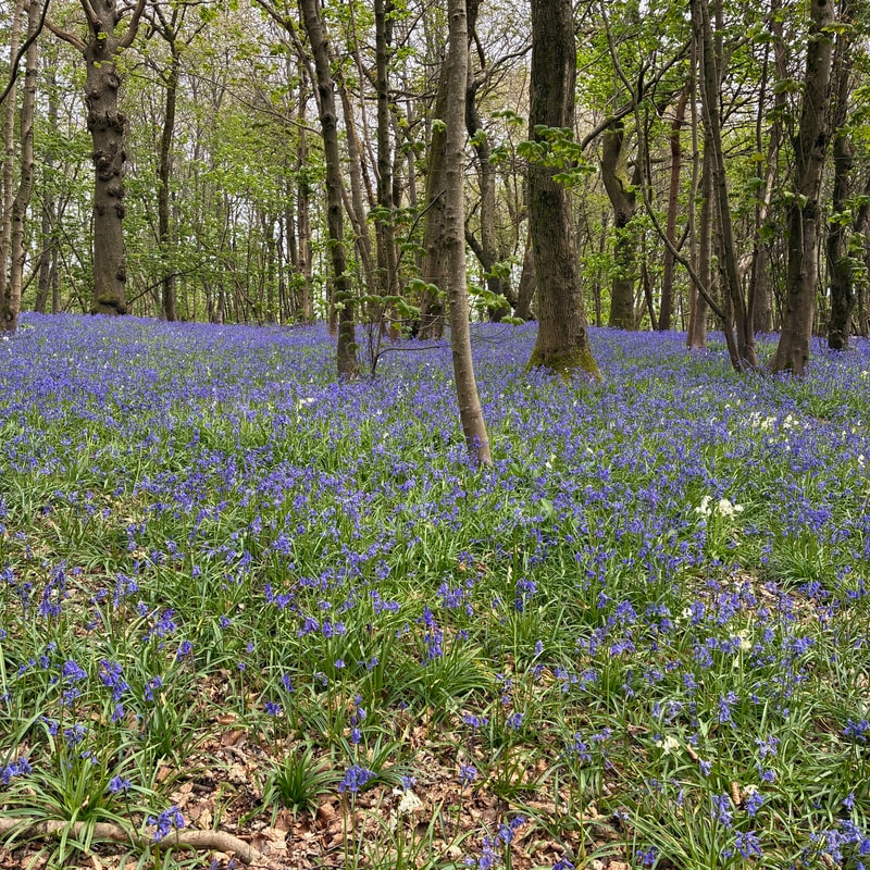 Bluebell season