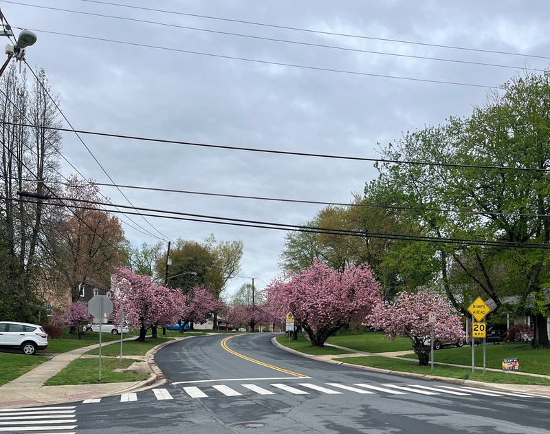 Springtime in Potomac, MD