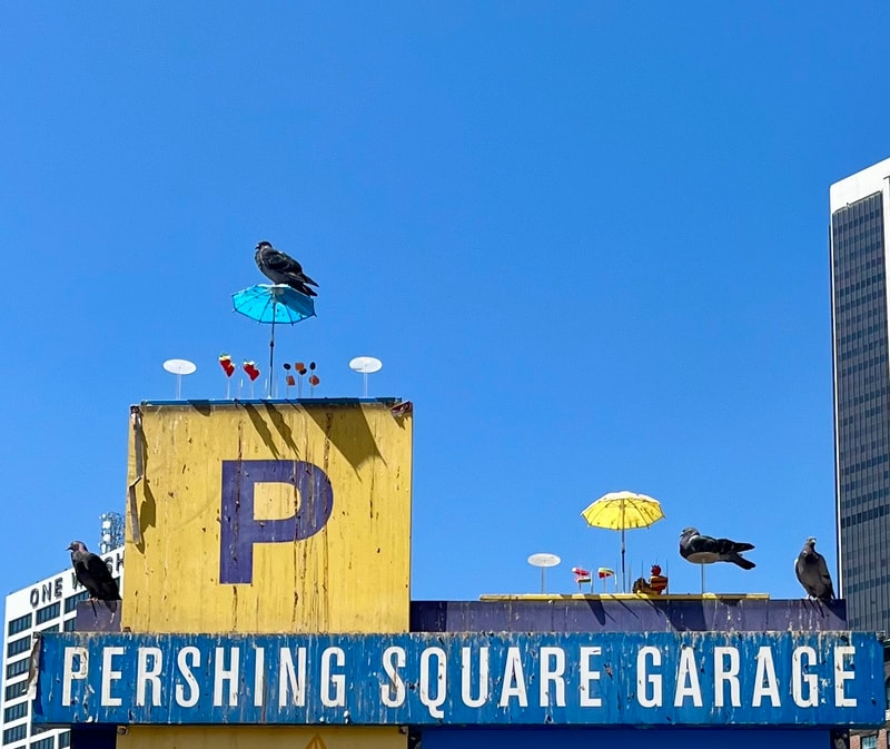 Pershing Square Pigeon Picnic