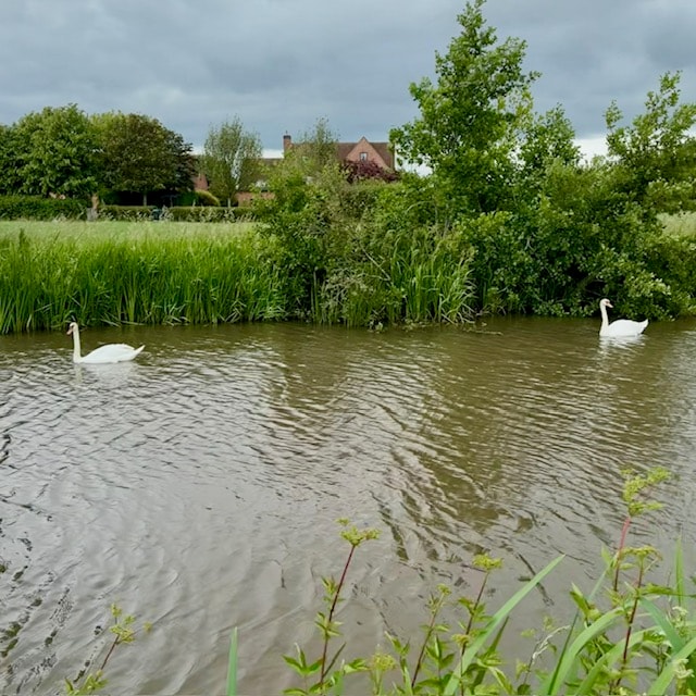 Walking along the canal, two swans landed on the water. It...