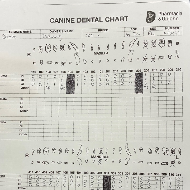 Dogs have lots of teeth