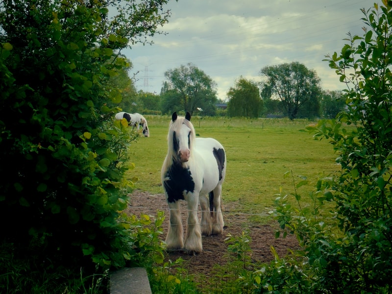 106/365 - Strike a pose 🐴
